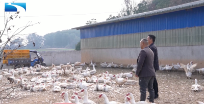 黄石阳新：乡村“土特产”  年产值有望突破十亿元