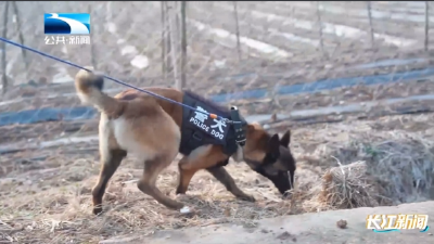 七旬老人外出走失 警犬“阳虎”寻人立功  