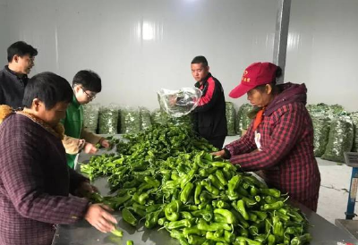 黄冈麻城：田间工坊“链”出致富经 彭店村变身“共富样板间”