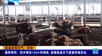 襄阳枣阳：技术帮扶+24小时热线 保障低温天气畜禽养殖安全