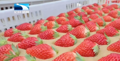 襄阳老河口：草莓成熟采摘忙 甜蜜产业助增收