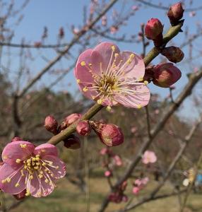 武汉梅花提前“赴约”！东湖梅园腊梅四成已开，春节将迎盛花期