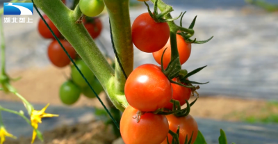 孝感孝昌：90后新农人返乡创业 生态果园结出“致富果”