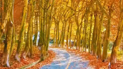 《五峰梧桐大道》