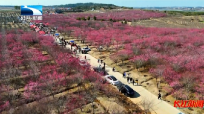 孝感孝昌：千亩梅园映山红  “花海经济”促振兴