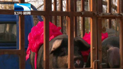 年味儿渐浓 消费活力足 黄石大冶：共享黑猪宴 品浓浓年味