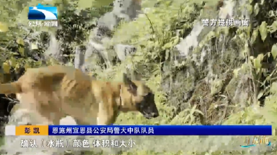 紧急搜救10多个小时 “汪汪队”立功找到失联老人