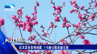 武汉发布赏梅地图 116座公园迎盛花期