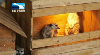 给动物搭“暖房”备“年货” 野生动物暖暖过冬