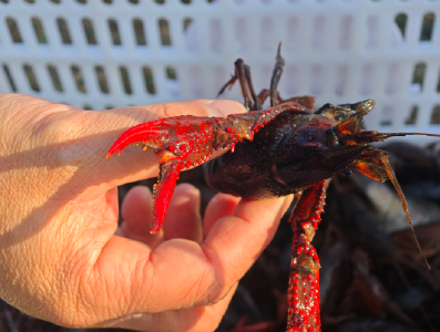 潜江龙虾：这个冬天，我决定不冬眠
