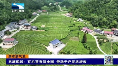 恩施鹤峰：有机茶香飘全国 带动千户茶农增收