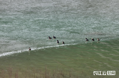 越冬水鸟261只！神农架大九湖湿地越冬水鸟种群数量创5年新高