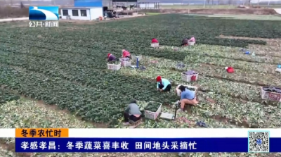 孝感孝昌：冬季蔬菜喜丰收 田间地头采摘忙