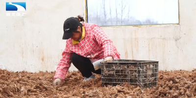 襄阳南漳：冬日药材采收忙 加工增值促增收