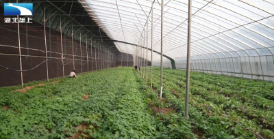 襄阳宜城：科技赋能 智慧大棚促农增收