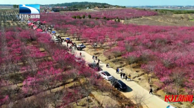 孝感孝昌：千亩梅园映山红  “花海经济”促振兴