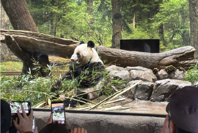大熊猫“晓晓”和“蕾蕾”今将从日本返回中国