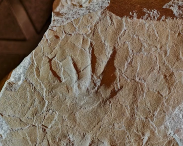 亚洲首例侏罗纪中期两栖动物足迹化石在北京发现