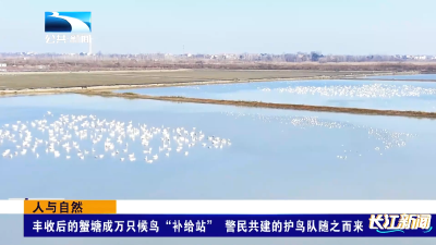 人与自然 | 丰收后的蟹塘成万只候鸟“补给站” 警民共建的护鸟队随之而来