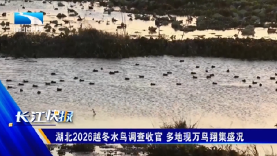 湖北2026越冬水鸟调查收官 多地现万鸟翔集盛况