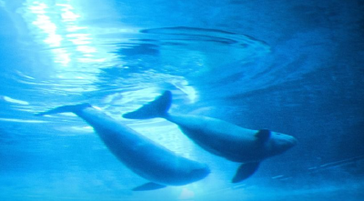 1426头！长江江豚数量实现恢复性增长