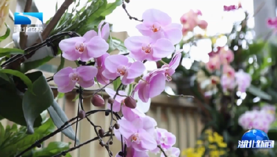 寻梅赏兰 赴一场荆楚冬约