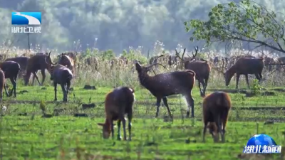 2026年1月24日湖北新闻