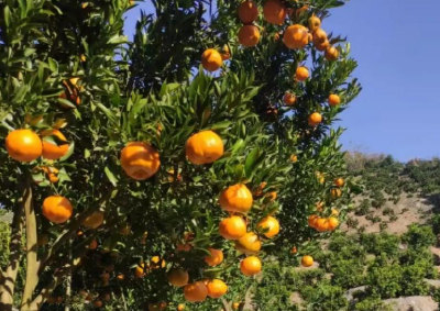 宜昌长阳：电商物流赋能产业发展 清江椪柑成为强村富民“金果果”