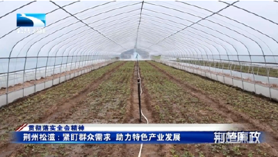 贯彻落实全会精神丨荆州松滋：紧盯群众需求  助力特色产业发展
