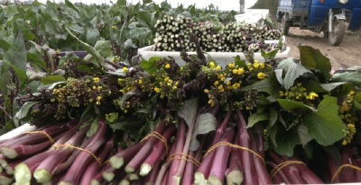 日销七、八千斤！直播带江陵红菜薹走全国