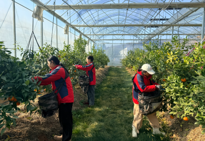 湖北丹江口：从“论斤卖”到“论个卖” 红甘苹俏销春节水果市场