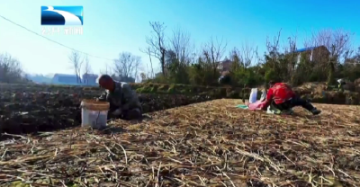 孝感汉川：冬日采挖“金疙瘩” 甜脆荸荠促增收