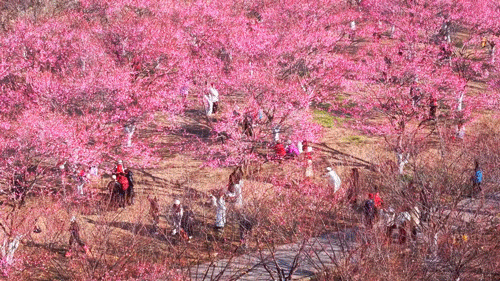 暖冬奇观！武汉梅花、早樱盛开，提前一个月！