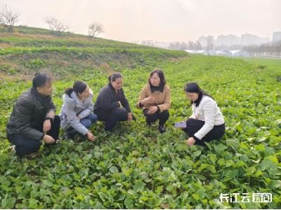 提早研判，确保武汉冬春农作物安全生产