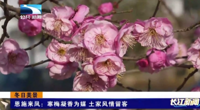恩施来凤：寒梅凝香为媒 土家风情留客