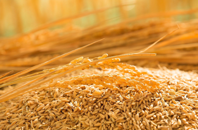 再创历史新高！2025年粮食产量达14298亿斤