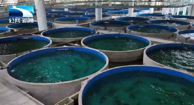 人与自然｜长江“活化石”实现家族“香火永续”：中华鲟首次全人工繁育出“孙子辈”鱼苗