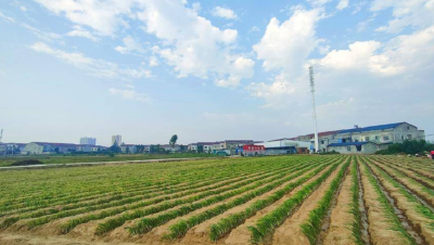 破译千年农耕密码！谷城让非遗“老味道”闯出新赛道，铺就乡村共富路