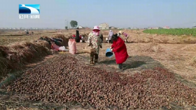 荆门沙洋：小荸荠“挖”出集体增收“甜日子”