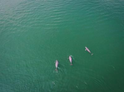 新华社聚焦湖北：长江禁渔五年，发生了哪些变化？