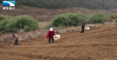 恩施鹤峰：高山独活育苗忙  沃土育出金药方