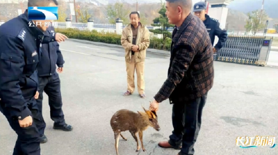 人与自然 | 受伤小麂你别跑 警察叔叔送你回家