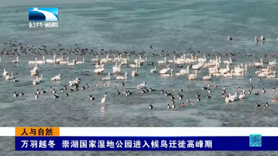 人与自然 | 万羽越冬 崇湖国家湿地公园进入候鸟迁徙高峰期