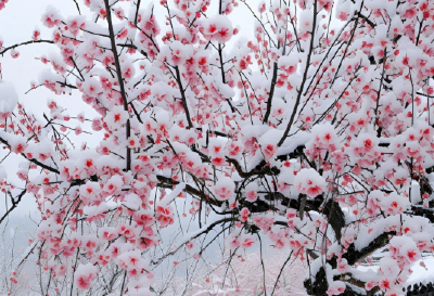 梅花为何香自苦寒来？