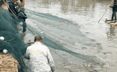 分鱼啦！130户村民，3年“共享”鲜鱼1.5万斤