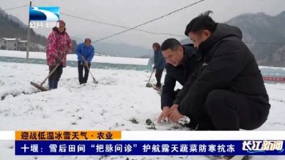 迎战低温冰雪天气·农业 | 十堰：雪后田间“把脉问诊”护航露天蔬菜防寒抗冻