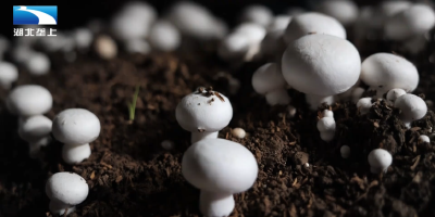 荆门沙洋：年产值400万元 小蘑菇撑起“致富伞”