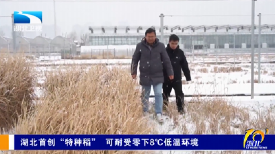 湖北首创“特种稻” 可耐受零下8℃低温环境