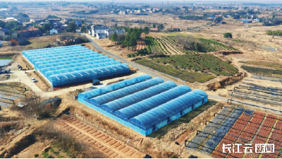 湖北孝昌：年宵花销售火热  “美丽经济”促增收