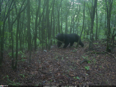 萌化了！“熊大熊二” 组团现身湖北长阳崩尖子 红外相机捕捉黑熊百态萌趣瞬间